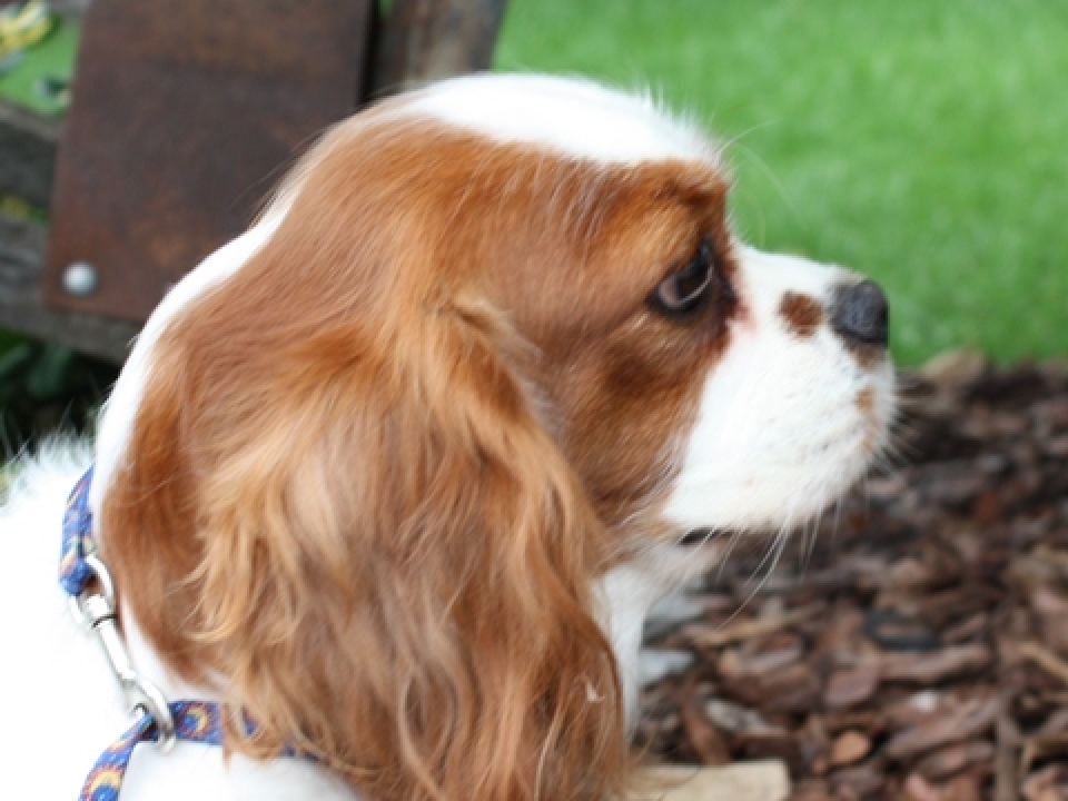 Cavalier King Charles Spaniel | Heartland Classics