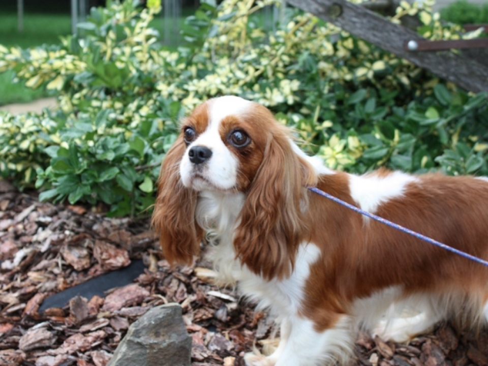 Cavalier King Charles Spaniel | Heartland Classics