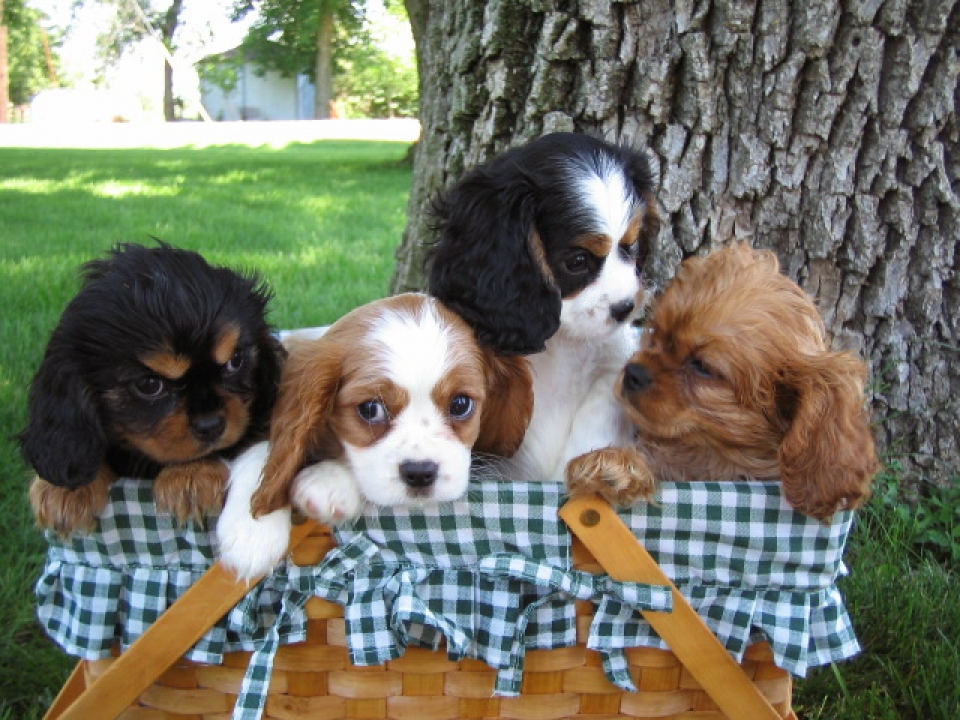 Cavalier King Charles Spaniel | Heartland Classics