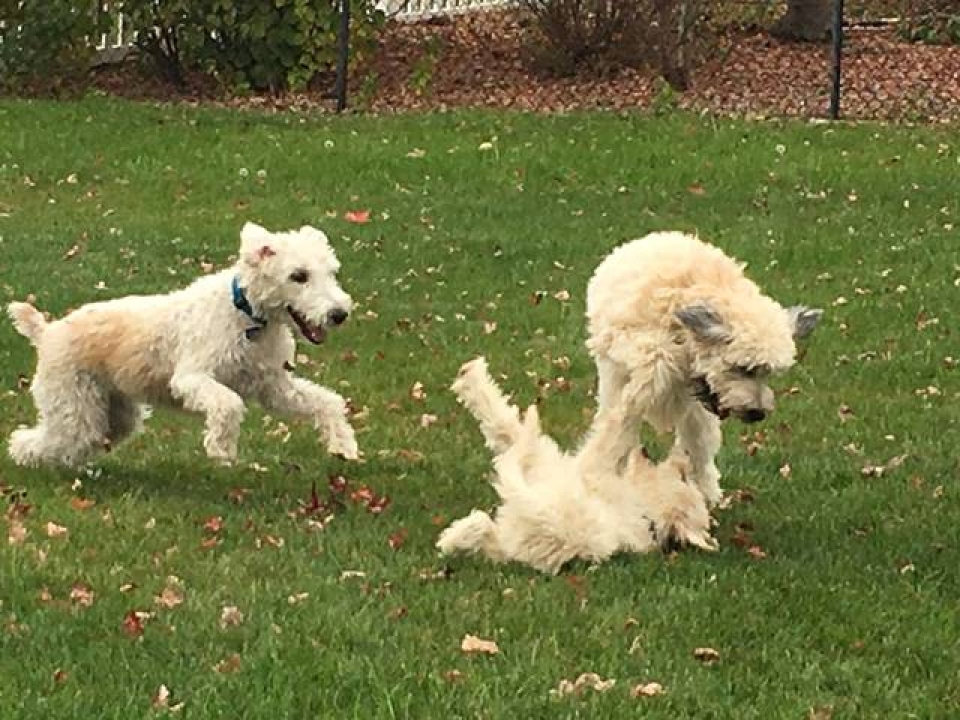 Soft Coated Wheaten Terrier - Irish Haircoat | Heartland Classics