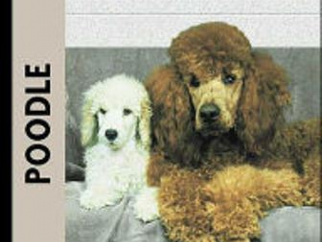 Poodle Book