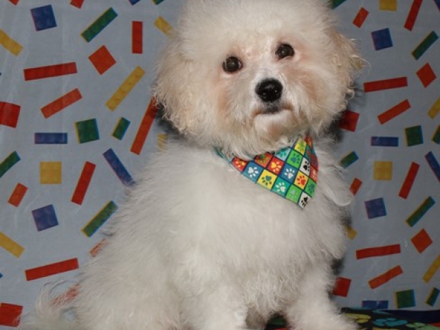 Parsons - Bichon Frise