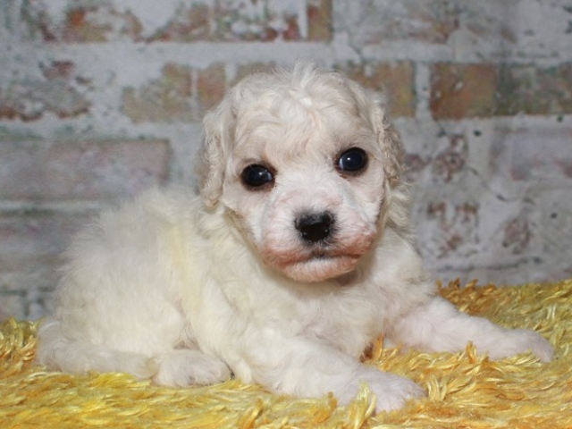 Parsons - Bichon Frise