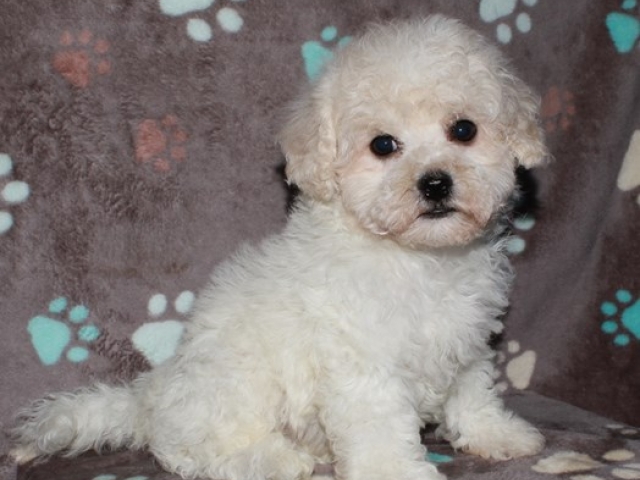 Parsons - Bichon Frise