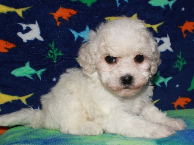 Parsons - Bichon Frise