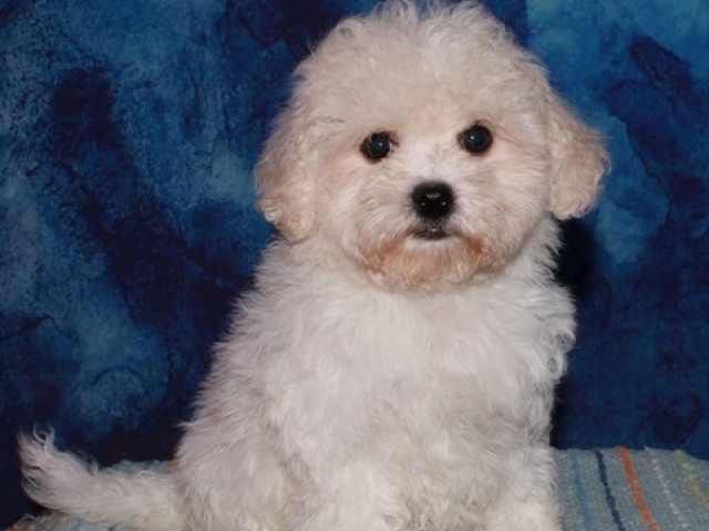 Parsons - Bichon Frise