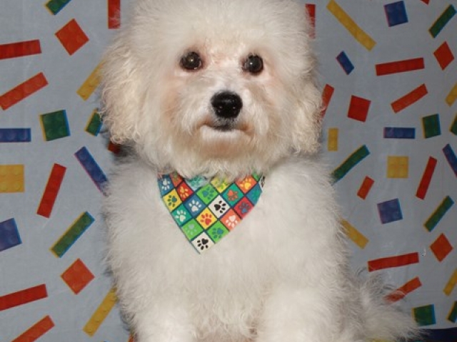 Parsons - Bichon Frise