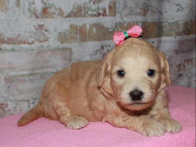 Gertie - F1b Mini Goldendoodle