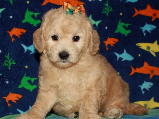 Gertie - F1b Mini Goldendoodle