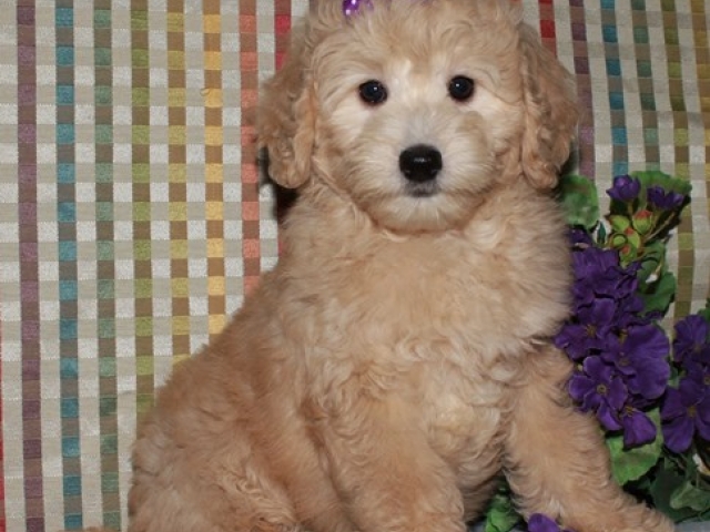 Gertie - F1b Mini Goldendoodle