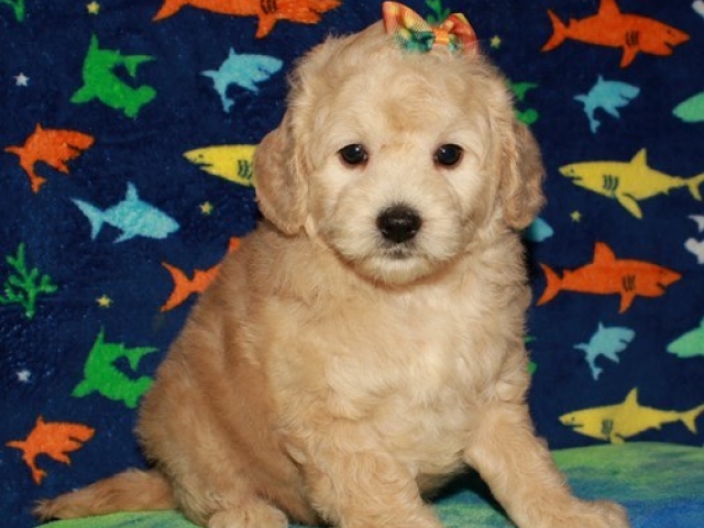 Gertie - F1b Mini Goldendoodle