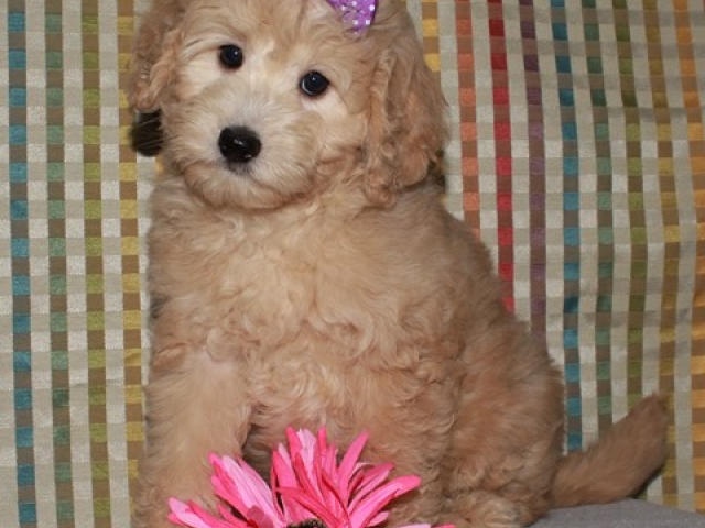 Gertie - F1b Mini Goldendoodle