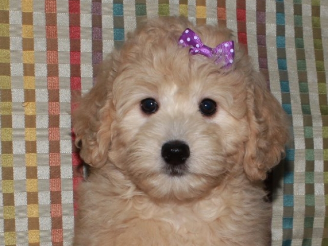 Gertie - F1b Mini Goldendoodle