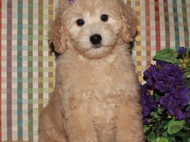 Gertie - F1b Mini Goldendoodle