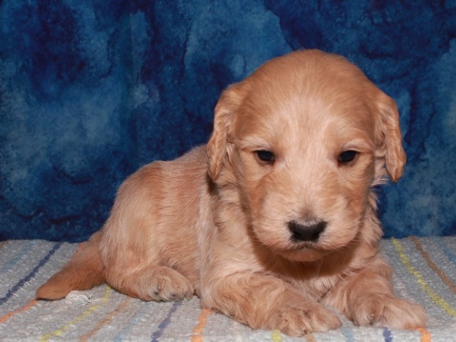 Paalan - F1b Mini Goldendoodle