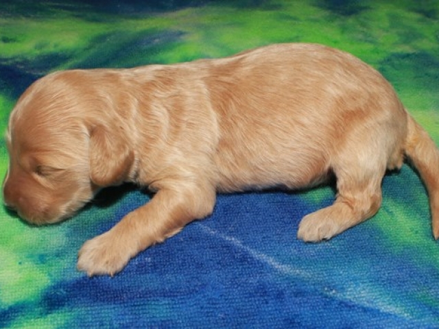 Paalan - F1b Mini Goldendoodle