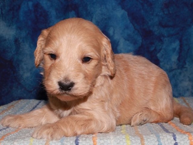 Paalan - F1b Mini Goldendoodle