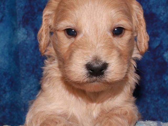 Paalan - F1b Mini Goldendoodle