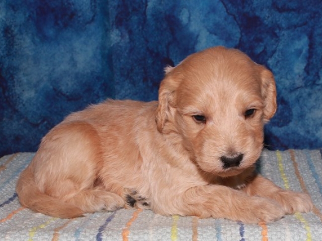 Paalan - F1b Mini Goldendoodle