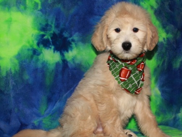 Prynce - F1b Mini Goldendoodle