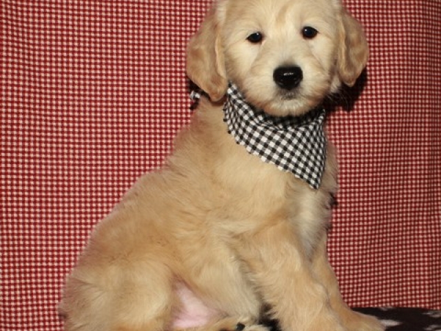 Prynce - F1b Mini Goldendoodle