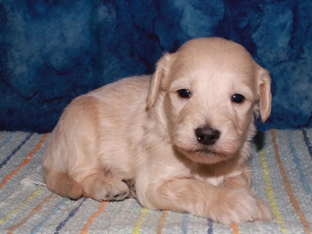 Prynce - F1b Mini Goldendoodle