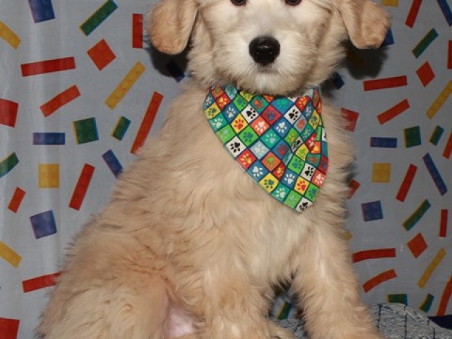 Prynce - F1b Mini Goldendoodle