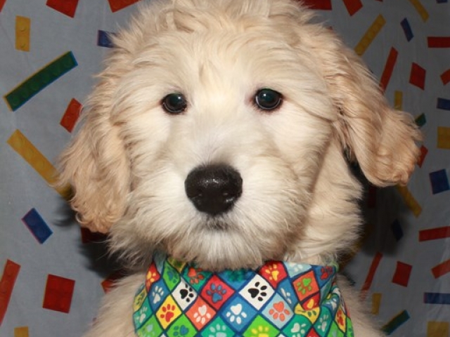 Prynce - F1b Mini Goldendoodle