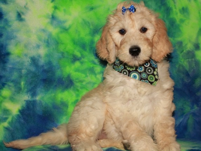 Hartley - F1b Standard Goldendoodle