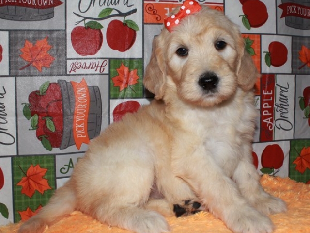 Hartley - F1b Standard Goldendoodle