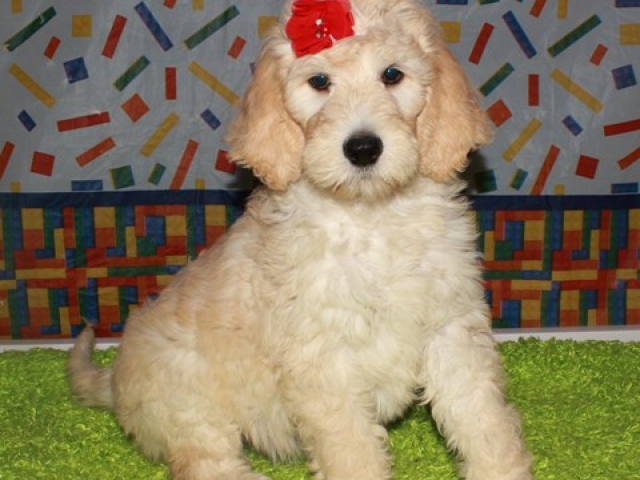 Hartley - F1b Standard Goldendoodle