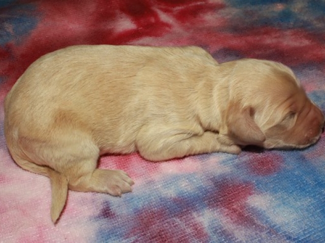 Hartley - F1b Standard Goldendoodle