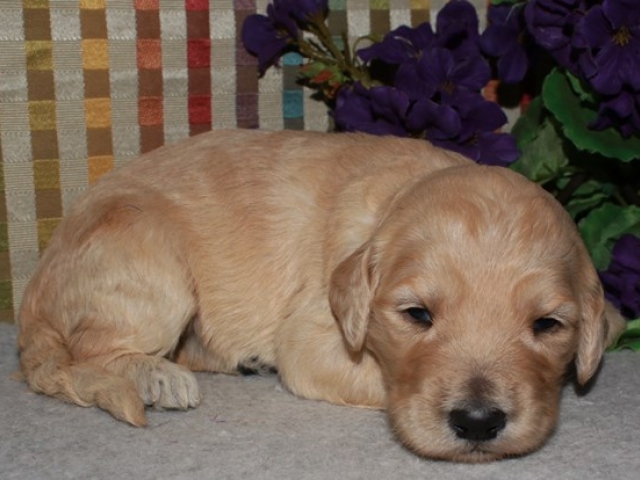 Hartley - F1b Standard Goldendoodle