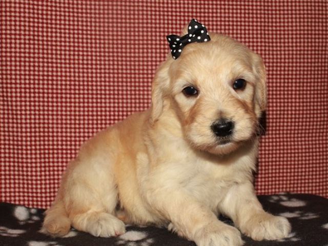 Hartley - F1b Standard Goldendoodle