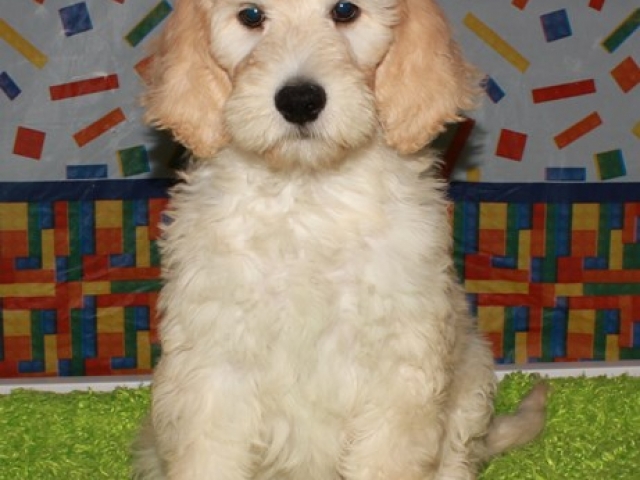 Hartley - F1b Standard Goldendoodle