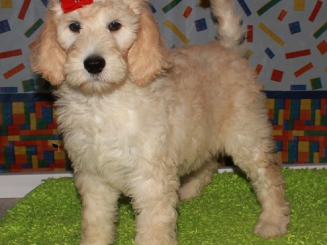 Hartley - F1b Standard Goldendoodle