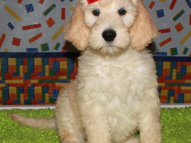 Hartley - F1b Standard Goldendoodle