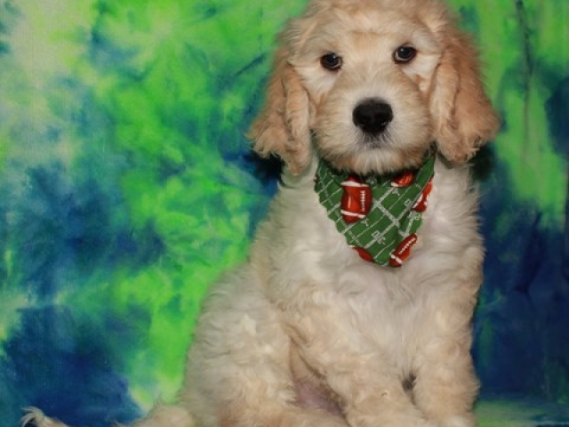 Hue- F1b Standard Goldendoodle