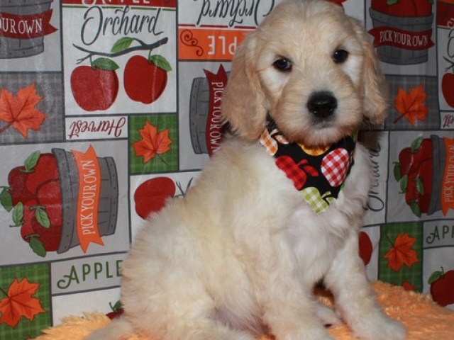 Hue- F1b Standard Goldendoodle