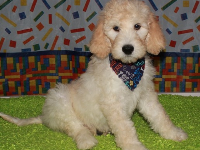 Hue- F1b Standard Goldendoodle