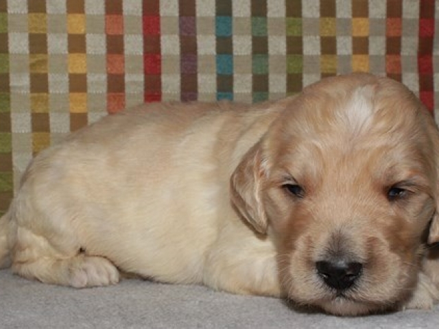 Hue- F1b Standard Goldendoodle