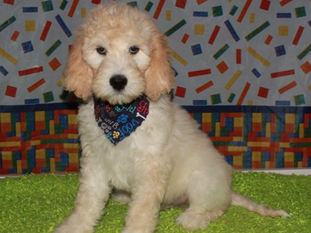 Hue- F1b Standard Goldendoodle