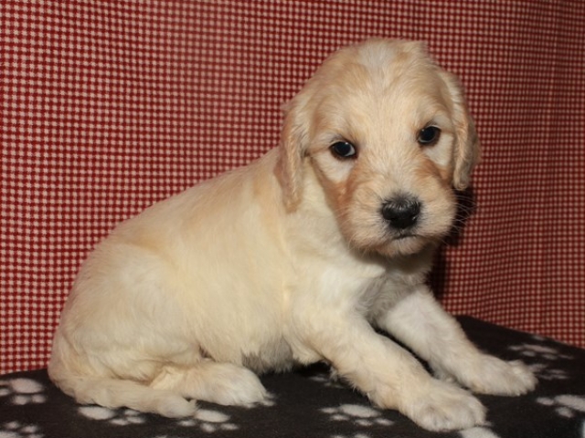 Hue- F1b Standard Goldendoodle