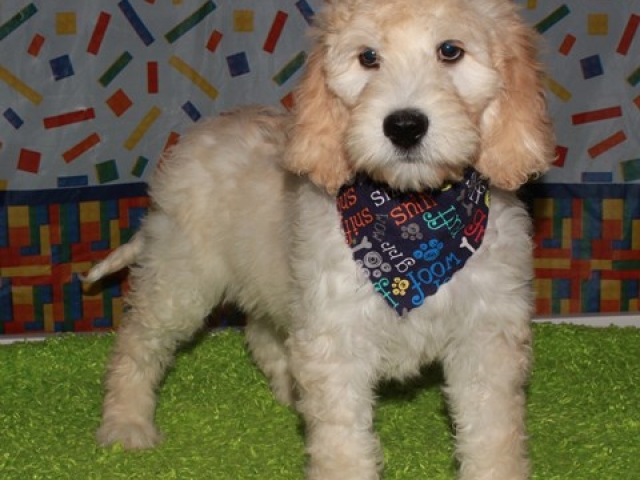 Hue- F1b Standard Goldendoodle