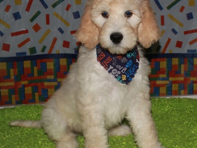 Hue- F1b Standard Goldendoodle