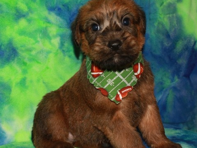 Franklin - AKC Irish Coated