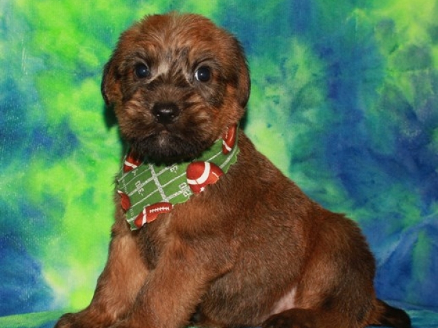 Franklin - AKC Irish Coated