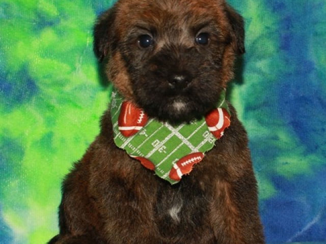 Forrest - AKC Irish Coated