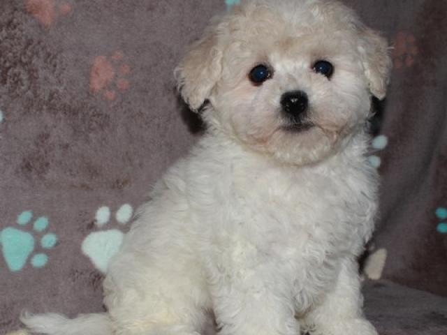 Paxton - Bichon Frise