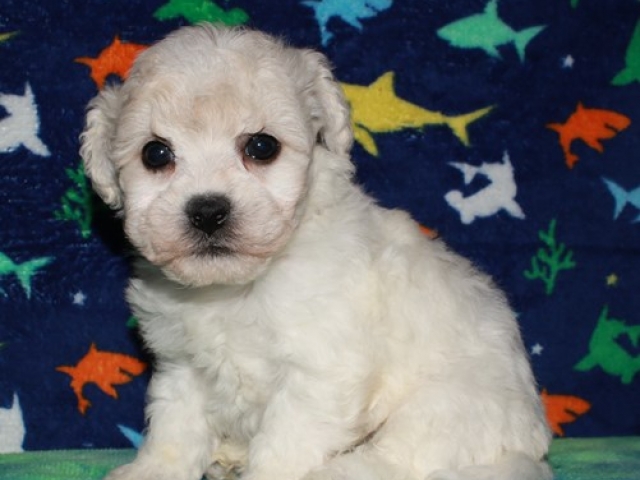 Paxton - Bichon Frise